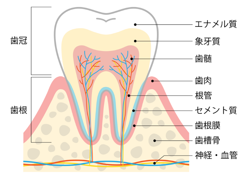 歯の構造|まきの歯科
